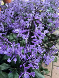 Plectranthus Magic are great showstoppers