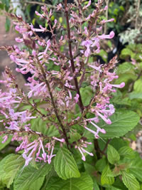 Shrub Plectranthus flower in autumn
