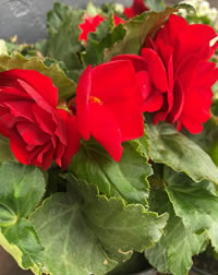 Non-Stop Begonias live up to their name Non-Stop Begonias live up to their name