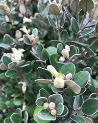 Correa White Bells Correa White Bells