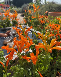 Indigenous rockstar Cape Honeysuckle Indigenous rockstar Cape Honeysuckle