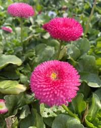 Cute as a Button! Bellis Perennis Cute as a Button! Bellis Perennis