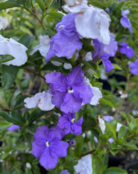 The fragrant of the Yesterday-Today-Tomorrow The fragrant of the Yesterday-Today-Tomorrow