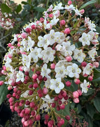 Lisa Rose Flowering Laurel for late winter through spring Lisa Rose Flowering Laurel for late winter through spring