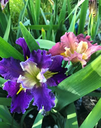 Thoroughly modern Water Irises for early summer Thoroughly modern Water Irises for early summer