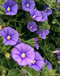 Cascading True Blue Convolvulus