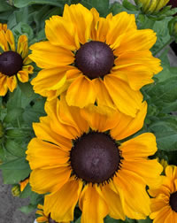 Rudbeckia Toto Gold love sunshine Rudbeckia Toto Gold love sunshine