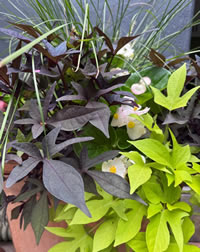 The Sweet Potato Vine – Ipomea The Sweet Potato Vine – Ipomea