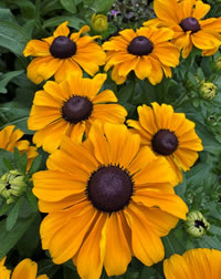 Rudbeckia Toto Gold Rudbeckia Toto Gold
