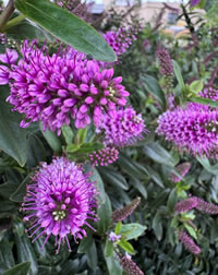 Sexy Veronica a plant for pollinators Sexy Veronica a plant for pollinators