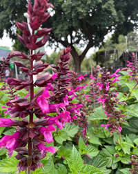 Salvia Rockin Fuchsia Pink Salvia Rockin Fuchsia Pink