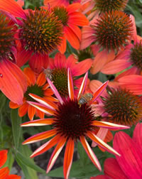 Plant Cone Flowers for pollinators Plant Cone Flowers for pollinators