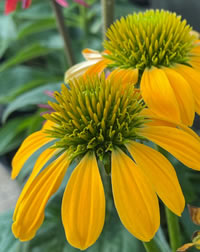 The Cone Flowers domed centre The Cone Flowers domed centre