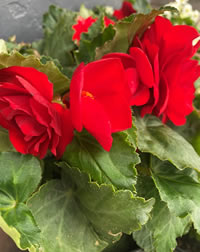 Non-Stop Begonias live up to their name Non-Stop Begonias live up to their name