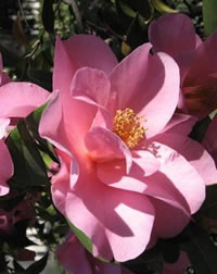 Camellia Jenifer is our top seller