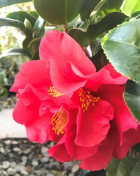 We love Camellia Supreme with its soft scent