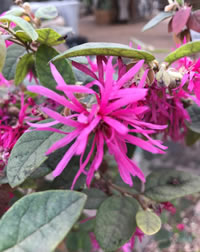 Fring Flowers flower in Autumn winter and Spring