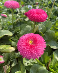Cute as a Button! Bellis Perennis