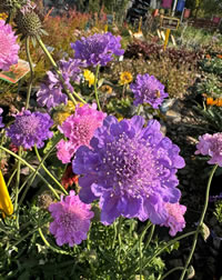 Butterfly Pinwheels Plant for Pollinators