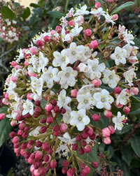 Lisa Rose Flowering Laurel