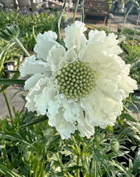 Look out for the taller growing Scabiosa