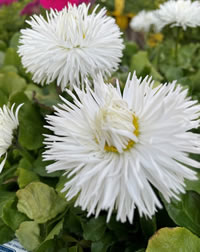 Indigenous rockstar Cape Honeysuckle