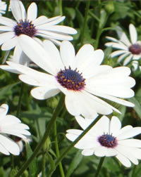 White African Daisies for the Full Sun White African Daisies for the Full Sun