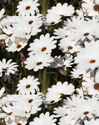 Plant for Pollinators, African Daisies are Waterwise Plant for Pollinators, African Daisies are Waterwise