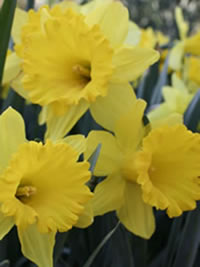 Flower Carpet is the Iconic Yellow Flower Carpet is the Iconic YellowFlower Carpet is the Iconic Yellow