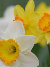 But not all Daffodils are yellow But not all Daffodils are yellow