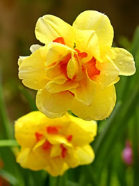 Double the joy in double flowering varieties Double the joy in double flowering varieties