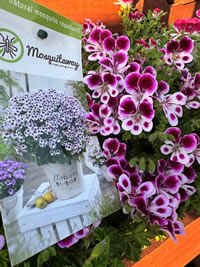 New plant alert! Mosquitaway