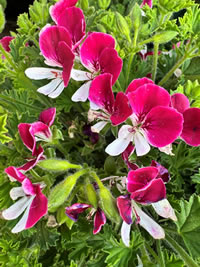 The Calyxes add another layer of colour    y