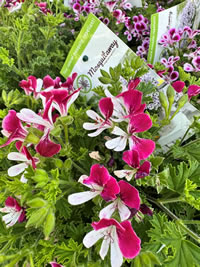 Hardy and tough Salvia are easy to grow