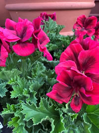 Perfect for a mixed border for flowers