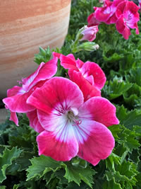 Regal Pelargoniums are super popular