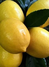 Lemon Eureka is the most popular