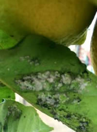 Sooty mould on the underside of the leaves