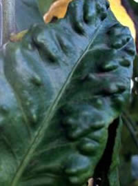 Bumps on the leaves from Psylla