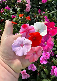 The Most Popular Summer Annuals - Impatiens The Most Popular Summer Annuals - Impatiens