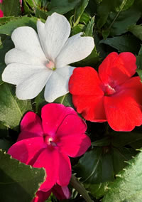 Solarscape Impatiens Grow in Shade and Morning Sun