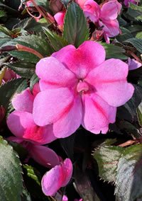 Impatiens Sunpatiens need Morning Sun Afternoon Shade	Beacon Impatiens Cascade with Smaller Flowers