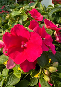 Beacon Impatiens Cascade with Smaller Flowers