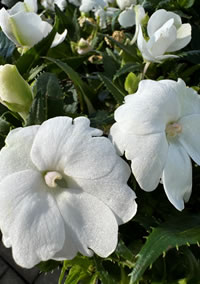 Impatiens are an all-time favourite