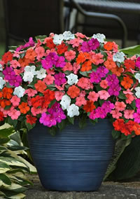 Beacon Impatiens a for patio containers