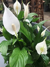 The Peace Lily also known as White Sails 