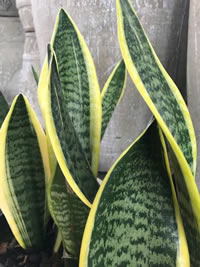 Sanseveria or Snake Plant