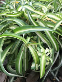 Hen&Chicken or Spider plant