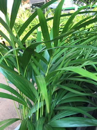 Bamboo Palms add a tropical touch