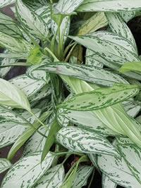 Low light selections do exist -  Silver Spear